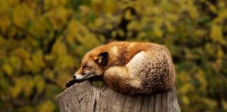 Co oznacza czerwona ikona obok nazwy raportu?