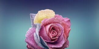 Czy człowiek może się zmienić pod wpływem miłości?