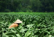 Jak zaproponować dodatkowy produkt?