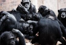 Na czym polega socjalizacja? Na czym polega socjalizacja?