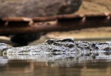 Jakie są zasady CSR?