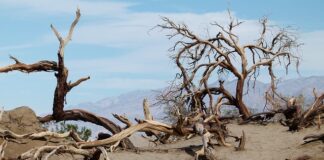 Kogo określa się jako pierwotne źródło wsparcia?