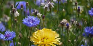 Kto odpowiada za PBI?